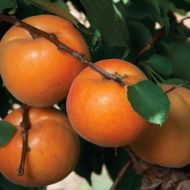 Саджанець колоновидний гібрид слива абрикос Апріум в контейнері